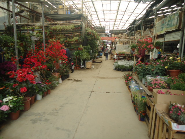 花鳥(niǎo)市場(chǎng)短信營(yíng)銷案例 花鳥(niǎo)市場(chǎng)短信營(yíng)銷案例